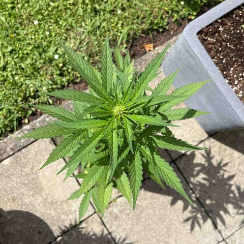 Sour Diesel Auto growlog timeline photo
