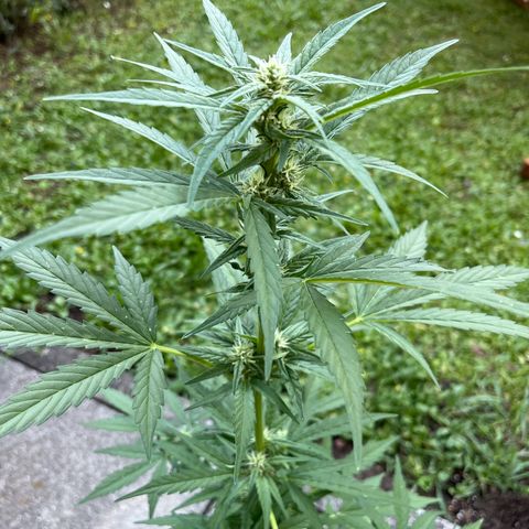 Sour Diesel Auto growlog timeline photo