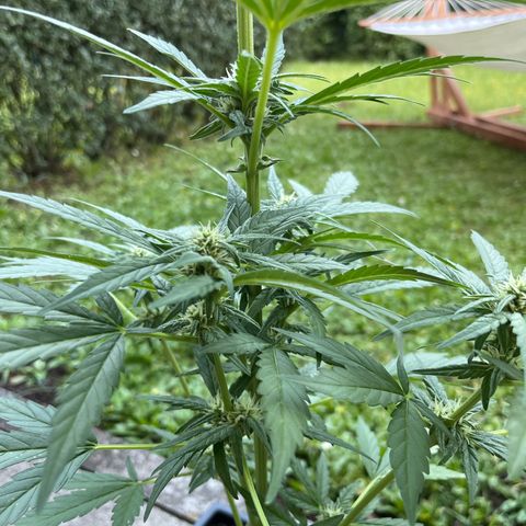 Sour Diesel Auto growlog timeline photo
