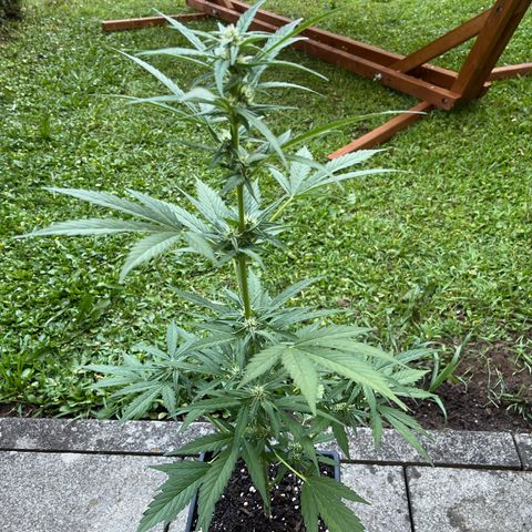 Sour Diesel Auto growlog timeline photo