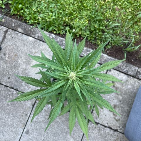 Sour Diesel Auto growlog timeline photo