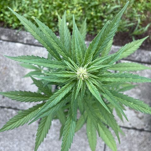 Sour Diesel Auto growlog timeline photo