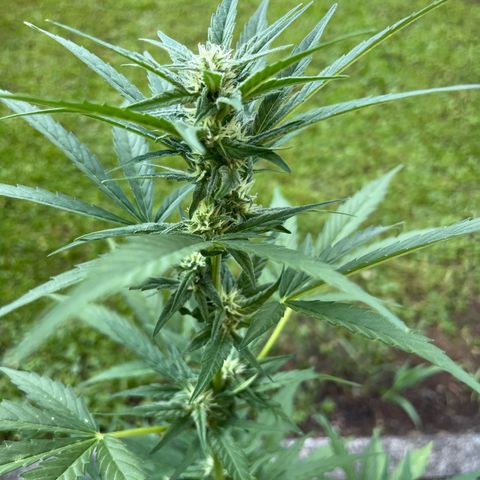 Sour Diesel Auto growlog timeline photo