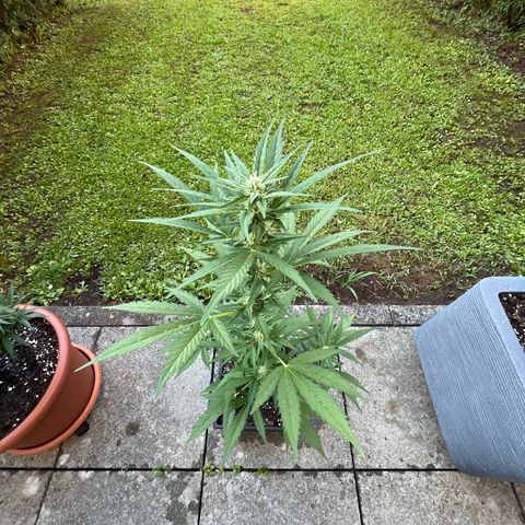 Sour Diesel Auto growlog timeline photo