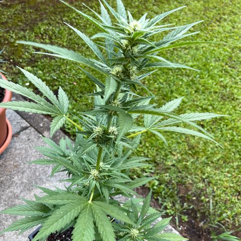 Sour Diesel Auto growlog timeline photo