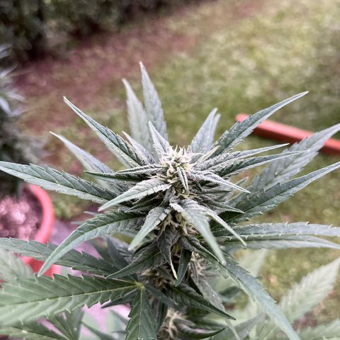 Sour Diesel Auto growlog timeline photo