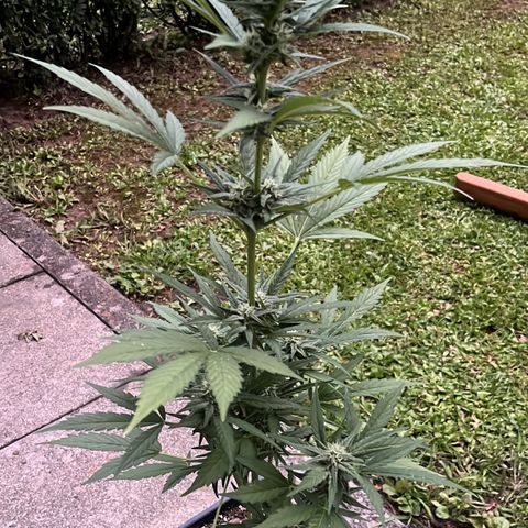 Sour Diesel Auto growlog timeline photo