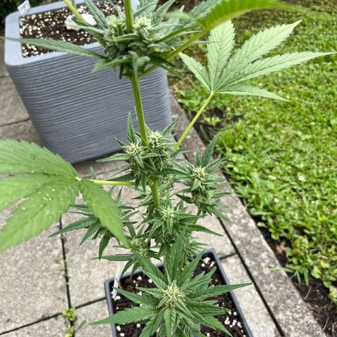 Sour Diesel Auto growlog photo: Rasiert