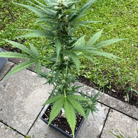 Sour Diesel Auto growlog photo: Rasiert