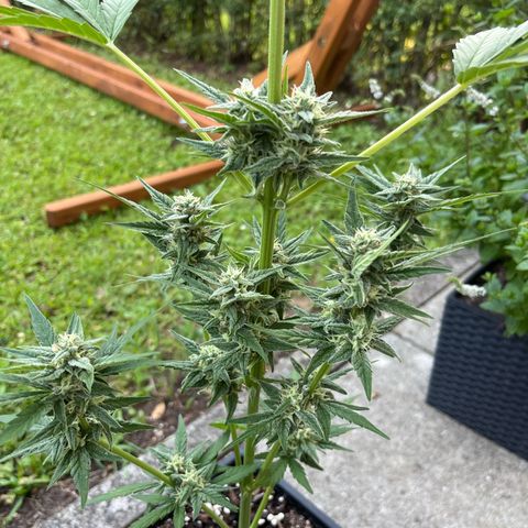 Sour Diesel Auto growlog timeline photo