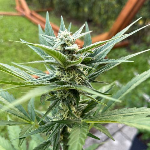 Sour Diesel Auto growlog timeline photo
