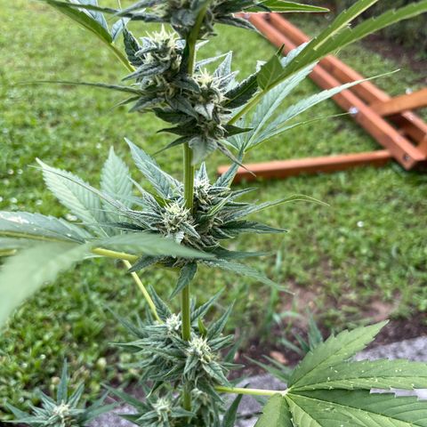 Sour Diesel Auto growlog timeline photo