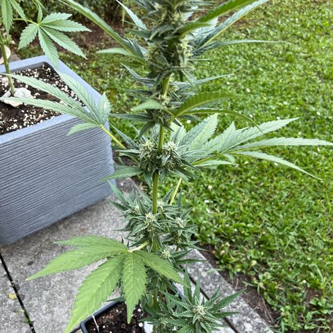 Sour Diesel Auto growlog timeline photo