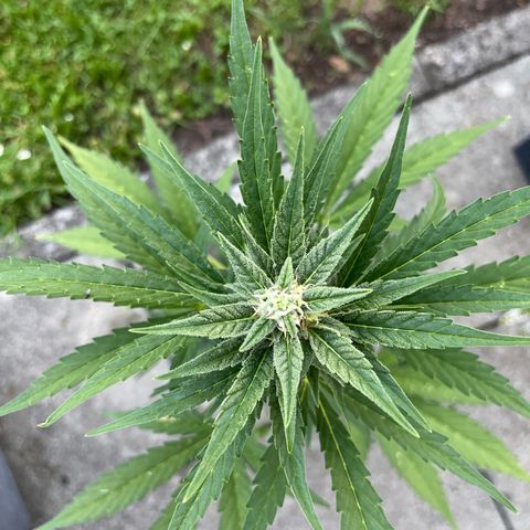 Sour Diesel Auto growlog timeline photo