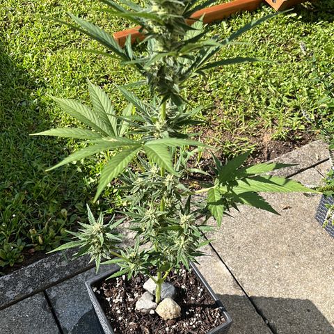 Sour Diesel Auto growlog timeline photo