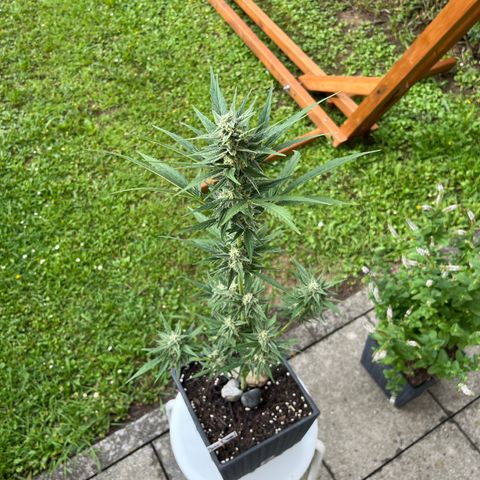 Sour Diesel Auto growlog timeline photo
