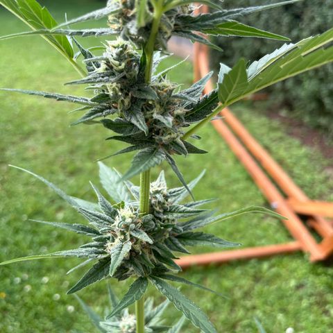 Sour Diesel Auto growlog timeline photo