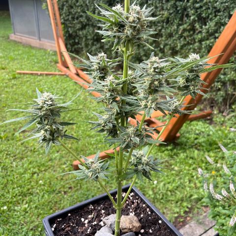 Sour Diesel Auto growlog timeline photo
