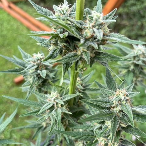 Sour Diesel Auto growlog timeline photo