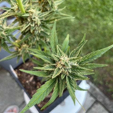 Sour Diesel Auto growlog timeline photo