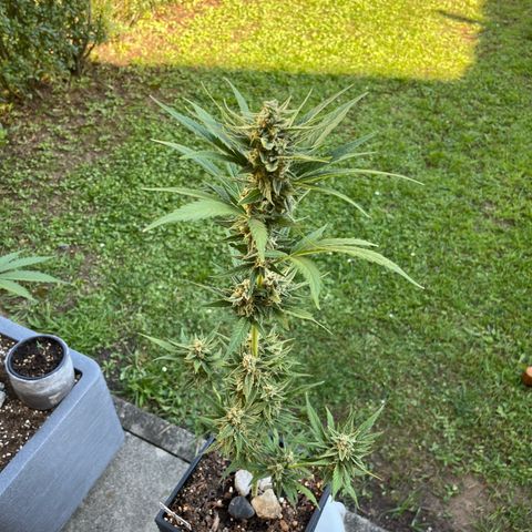 Sour Diesel Auto growlog timeline photo