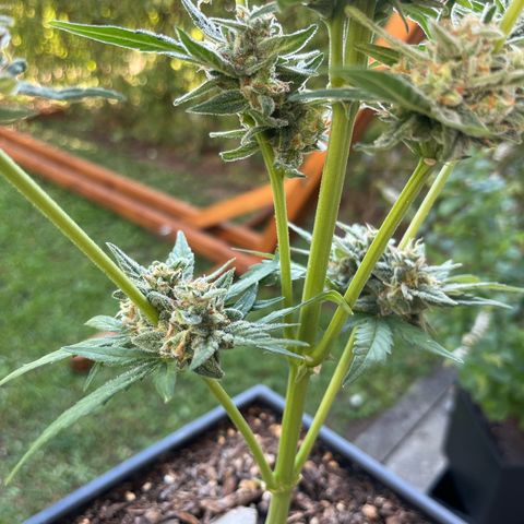 Sour Diesel Auto growlog timeline photo