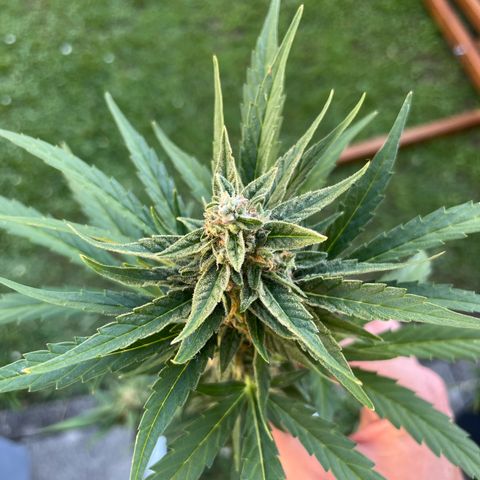 Sour Diesel Auto growlog timeline photo