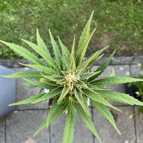 Sour Diesel Auto growlog timeline photo