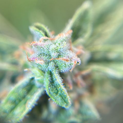 Sour Diesel Auto growlog timeline photo
