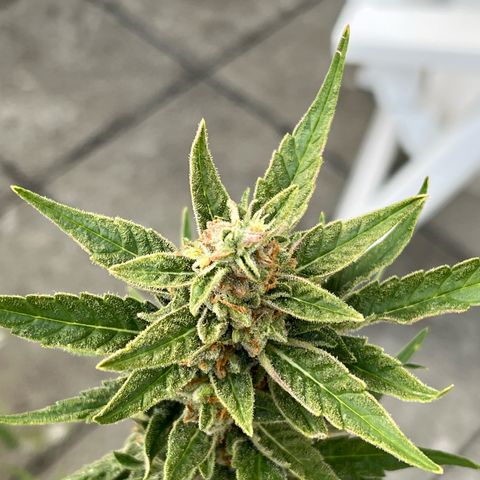 Sour Diesel Auto growlog timeline photo