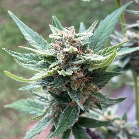 Sour Diesel Auto growlog timeline photo