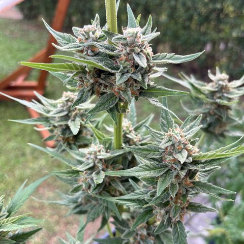 Sour Diesel Auto growlog timeline photo