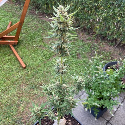 Sour Diesel Auto growlog timeline photo