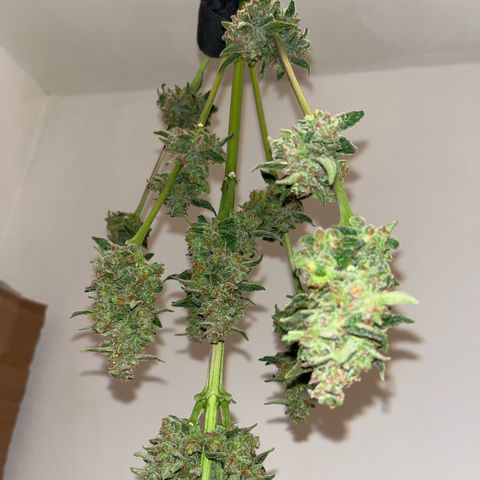 Sour Diesel Auto growlog timeline photo