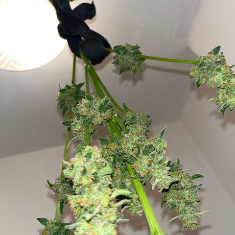 Sour Diesel Auto growlog timeline photo