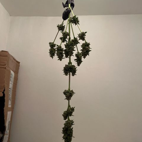 Sour Diesel Auto growlog timeline photo