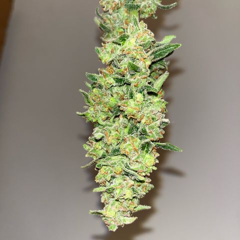 Sour Diesel Auto growlog timeline photo