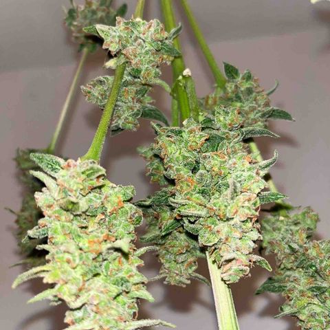 Sour Diesel Auto growlog timeline photo