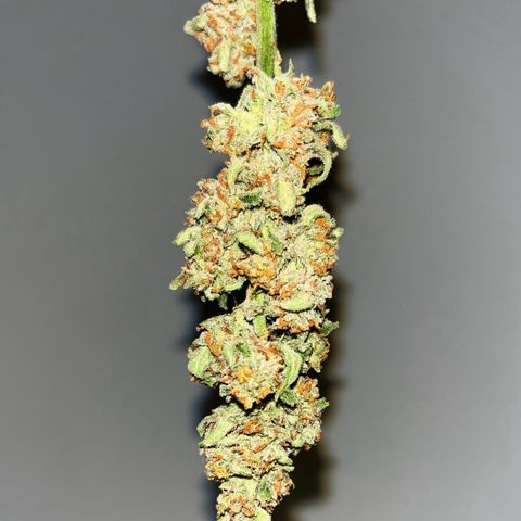 Sour Diesel Auto growlog timeline photo