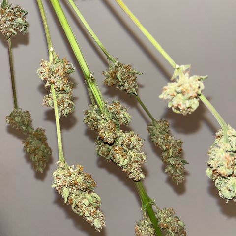 Sour Diesel Auto growlog timeline photo