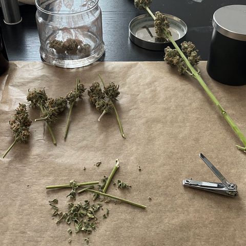 Sour Diesel Auto growlog photo: 12,75 Gramm