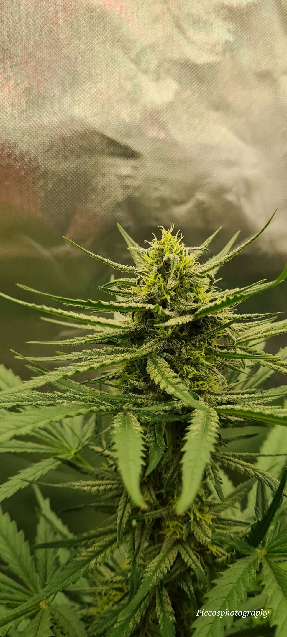 Bubble Gum Auto 040 growlog header