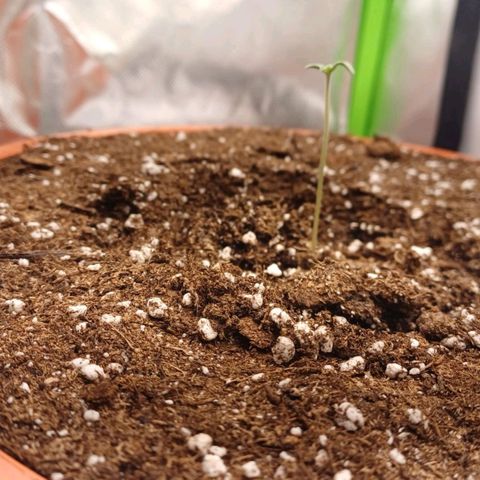 Bubble Gum Auto 040 growlog photo