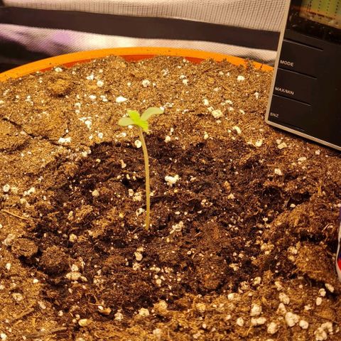 Bubble Gum Auto 040 growlog photo