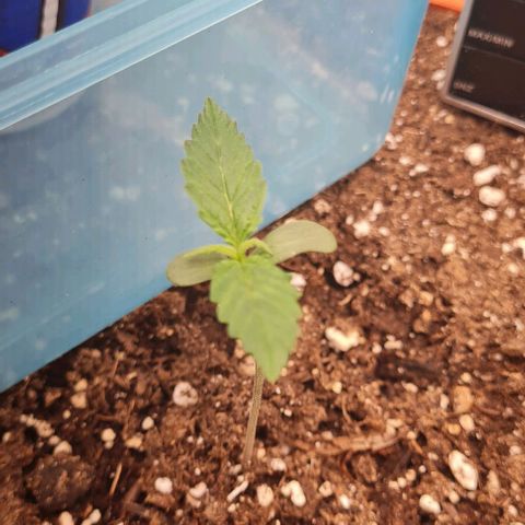 Bubble Gum Auto 040 growlog photo