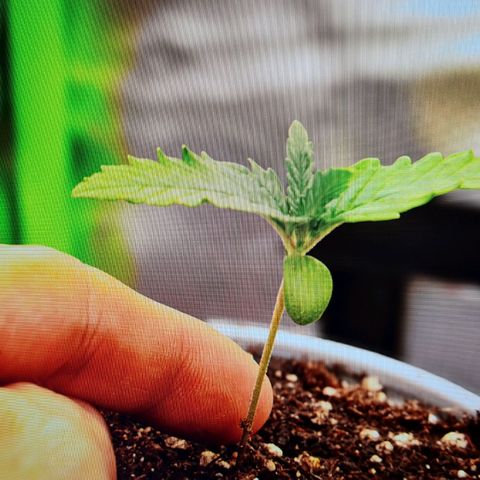 Bubble Gum Auto 040 growlog photo