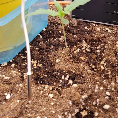 Bubble Gum Auto 040 growlog timeline photo