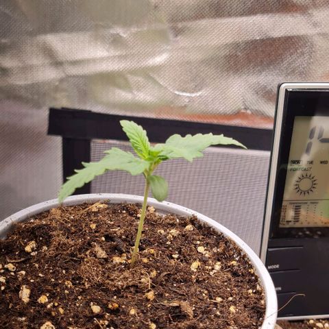 Bubble Gum Auto 040 growlog photo