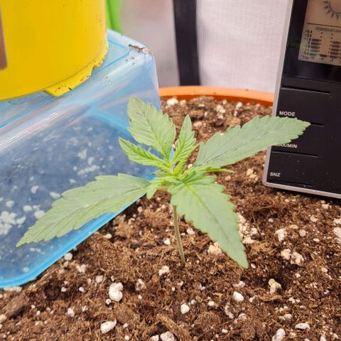 Bubble Gum Auto 040 growlog timeline photo