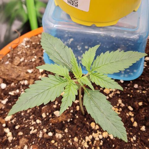 Bubble Gum Auto 040 growlog timeline photo